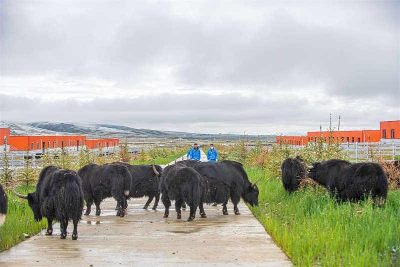 四川理塘：牦牛真“牛”牧民增收