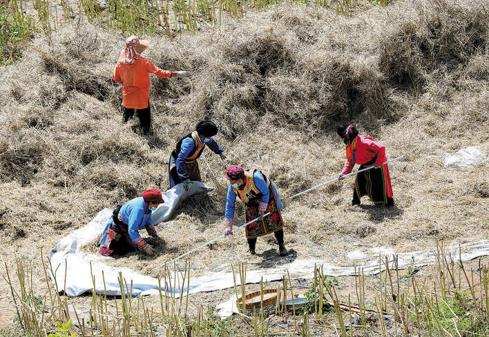 茂县叠溪镇牛尾村抢收油菜籽