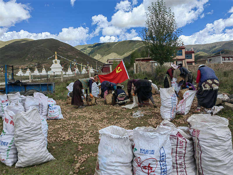 理塘县麻依村：土豆采收忙