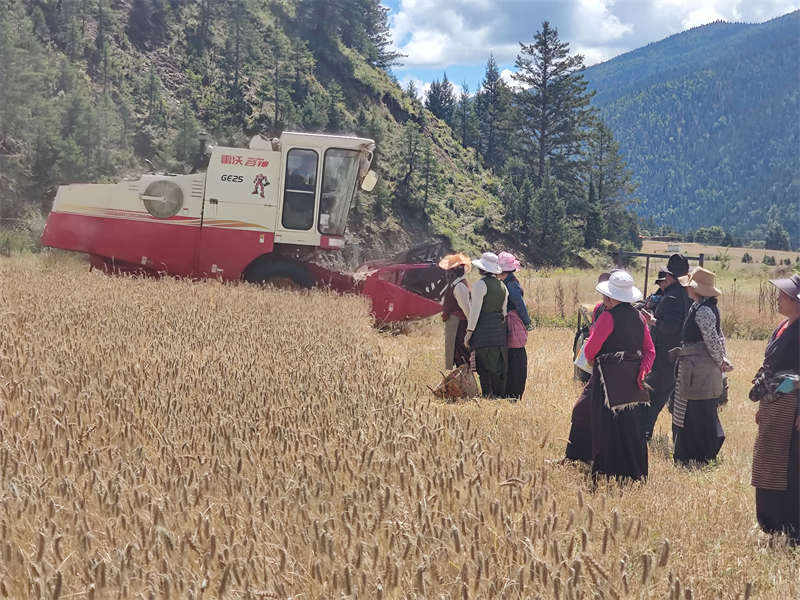 理塘县上木拉乡：防疫秋收两不误