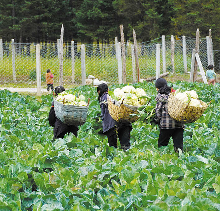 若尔盖：高原有机蔬菜喜获丰收