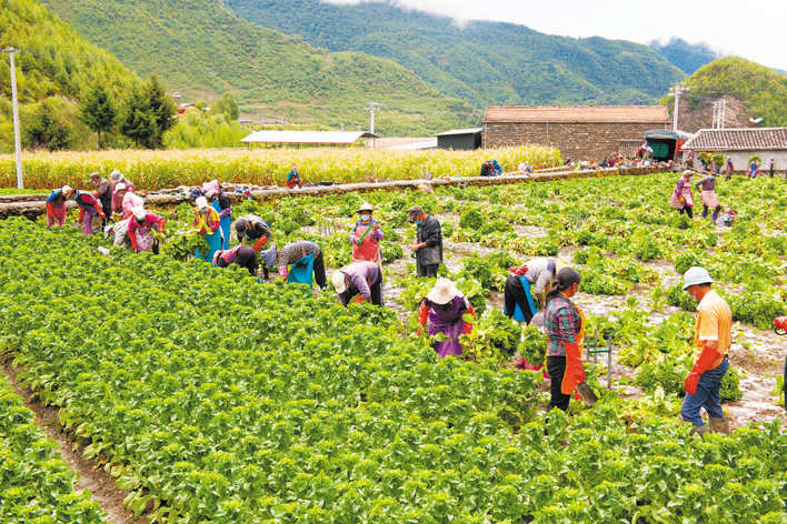金川县新开宗村：莴笋抢收正当时