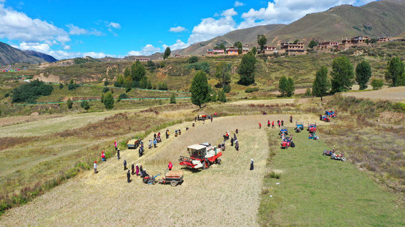 理塘县木拉镇：“石榴籽”服务队助农秋收