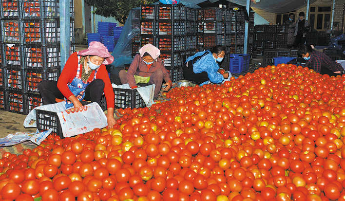 金川县金马坪村番茄迎丰收