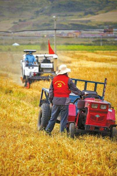 秋粮成熟时节，阿坝县战疫、抢收两手抓—— 党员志愿服务，力保秋粮颗粒归仓