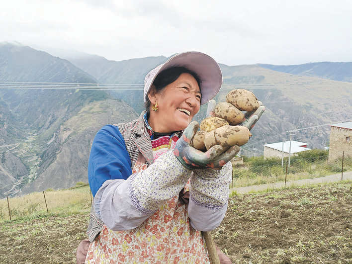 小金县宅垄镇土豆喜获丰收