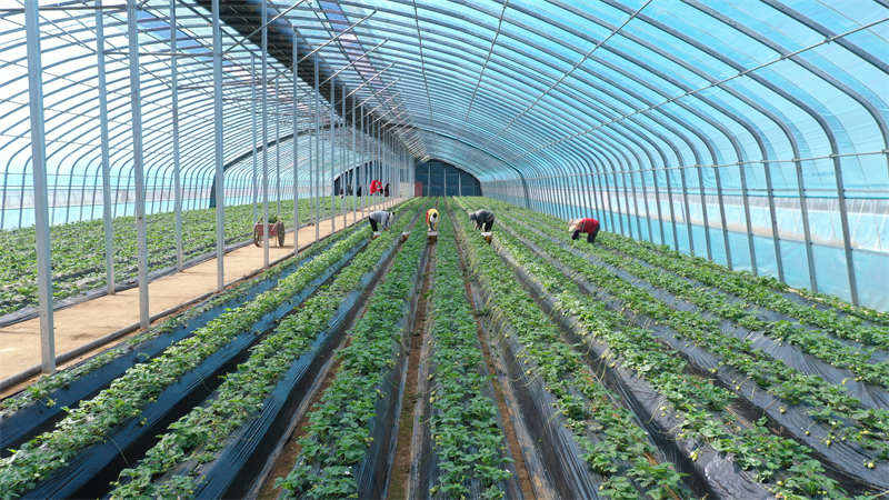 喜迎二十大|理塘：高原草莓受热捧 园区结出“致富果”