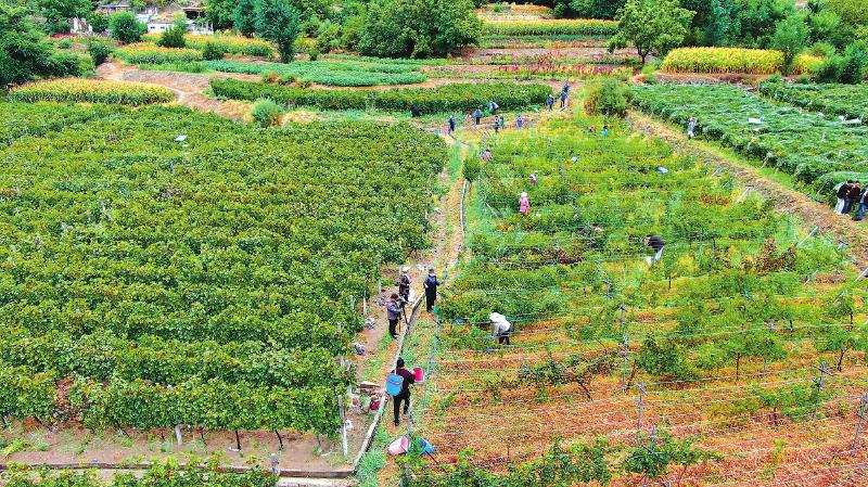 得荣布局高品质酿酒葡萄产业链