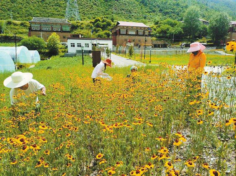 司法厅定点帮扶白玉县发展特色产业 小小雪菊“领头” 特色产品纷纷闯出大山