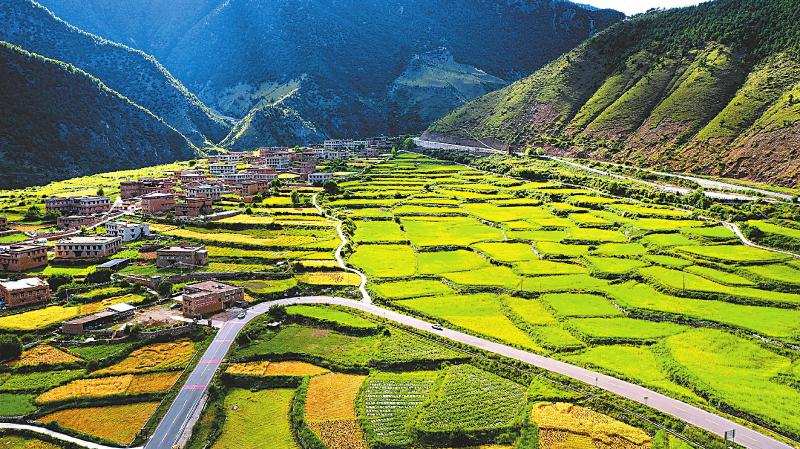 春播 夏耕 秋收 稻城青稞粒粒赛黄金