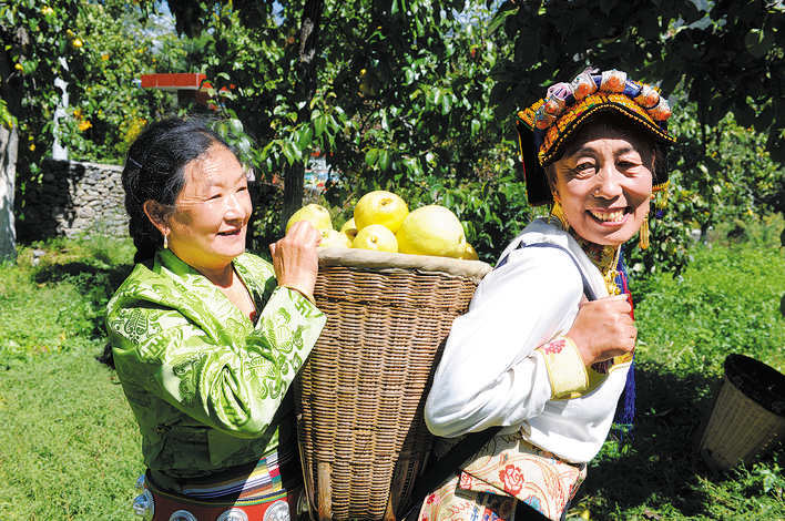 喜迎二十大|金川县万亩雪梨熟了