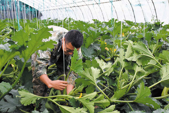喜迎二十大|阿坝县高原反季蔬菜获丰收