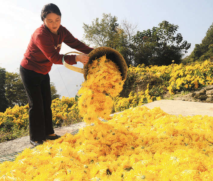 茂县：闲置土地开出“致富花”