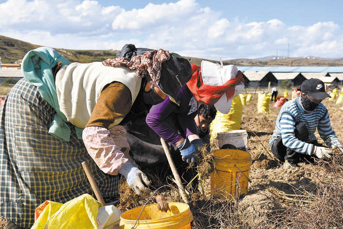 阿坝县麦昆乡：发展菊芋产业助推乡村振兴