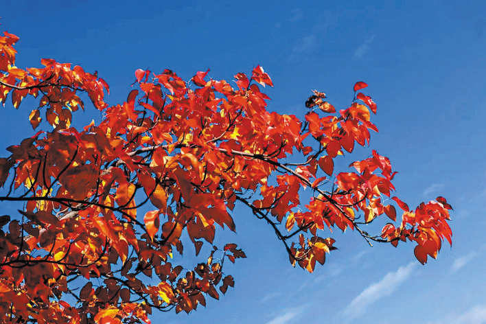 梨乡田园育新苗 乡村振兴结硕果——金川县咯尔乡金江村突破发展瓶颈走出增收致富新路子