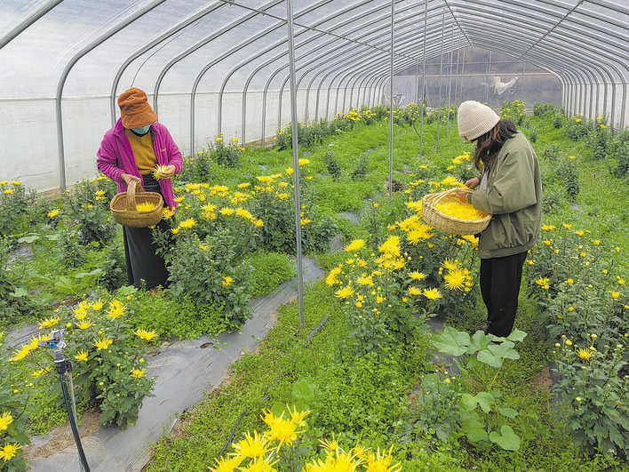 “金”花扮靓德玛村 产业振兴助增收