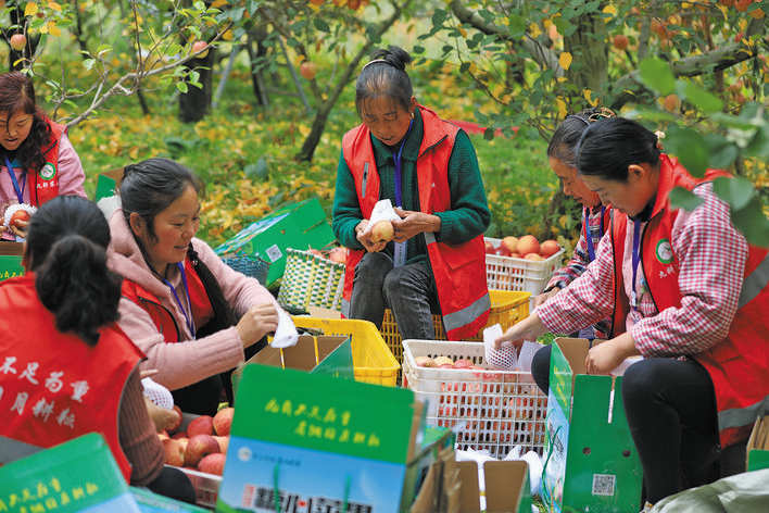 茂县苹果丰收季 线上线下销售忙