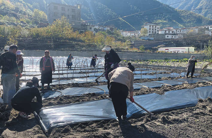 理县：冬闲土地羊肚菌种植忙