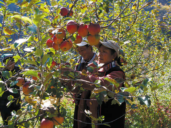 黑水县日十多村糖心苹果获丰收
