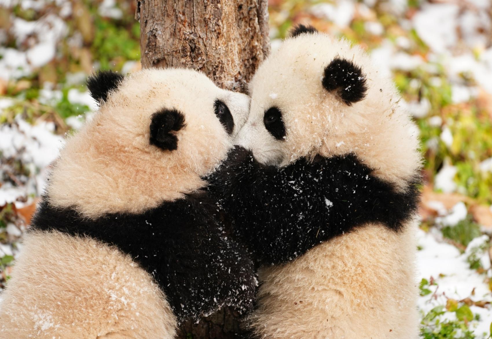 我叫“冬洽”，我叫“白吉”：两只大熊猫幼崽为阿坝州代言