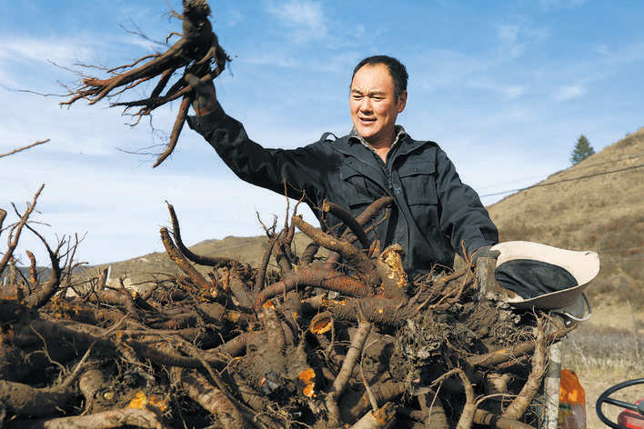 若尔盖县团结村：大黄进入收获季