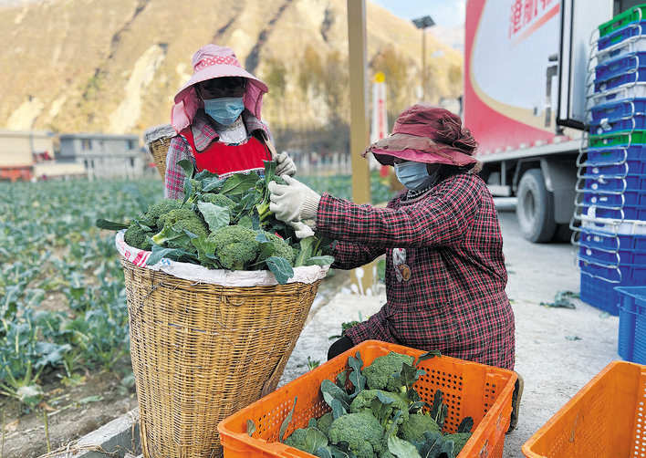 金川县庆宁村：西兰花成熟上市