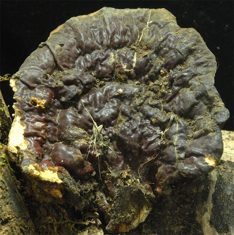 理塘县呷洼乡发现珍稀灵芝物种——白肉灵芝