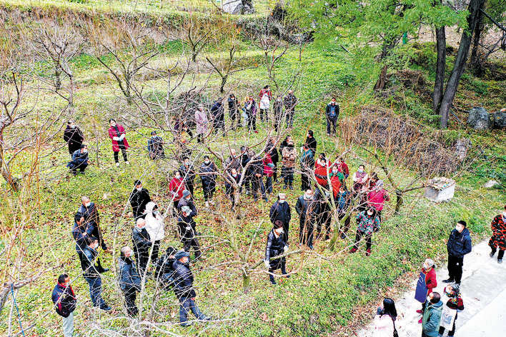 汶川县开展冬季果树修剪技术培训