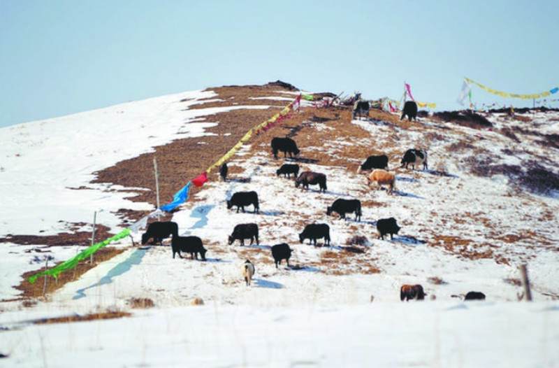 银装素裹的若尔盖