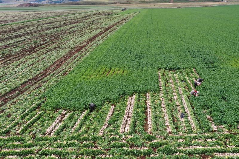 理塘萝卜入选全国“名特优新”农产品名录