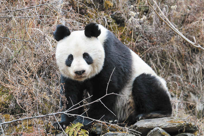 松潘县：大熊猫“歇脚”被村民发现 不慌不忙回森林