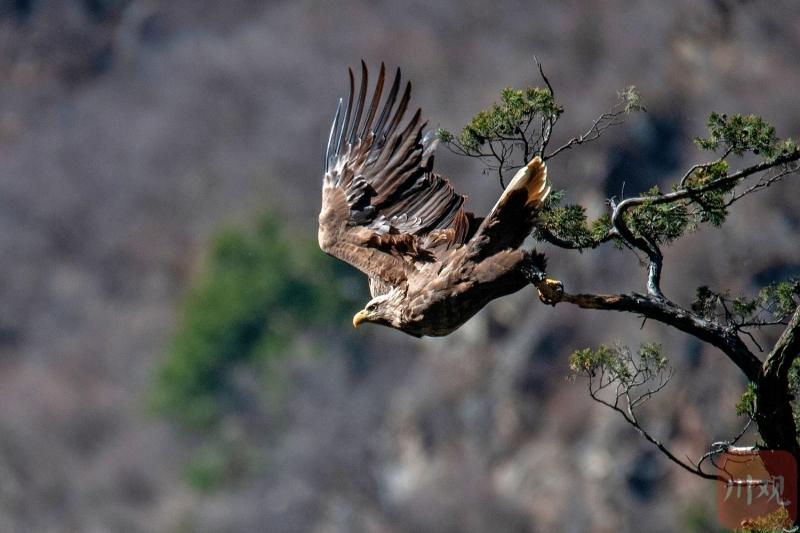 马尔康首次拍到国家一级保护动物白尾海雕
