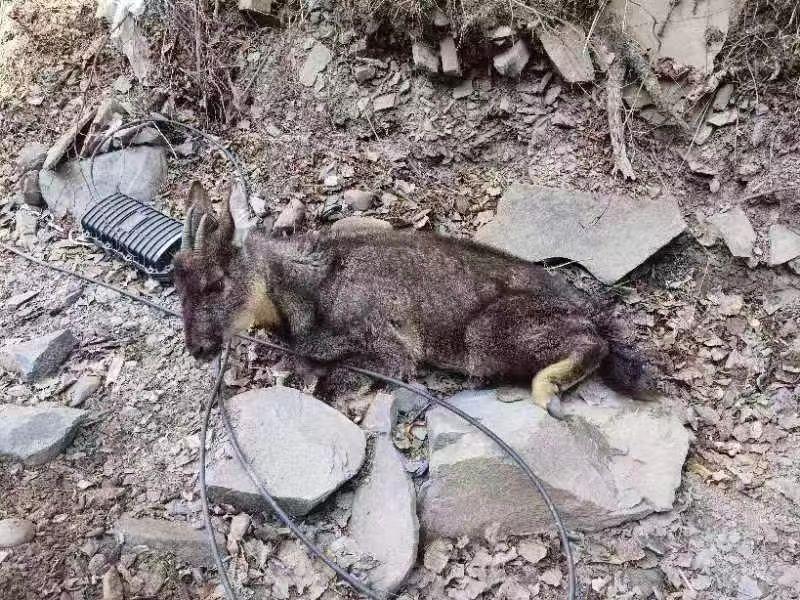 理塘县公安局：成功救助一只国家二级保护动物高原鬣羚