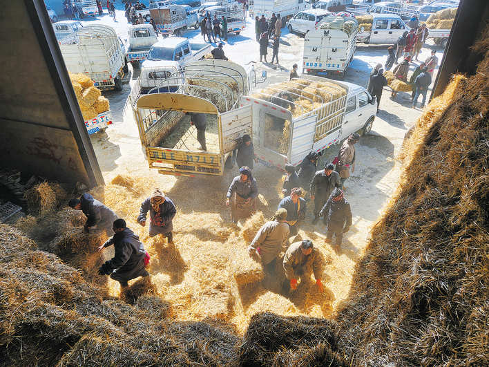 阿坝县贾洛镇发放应急饲草料