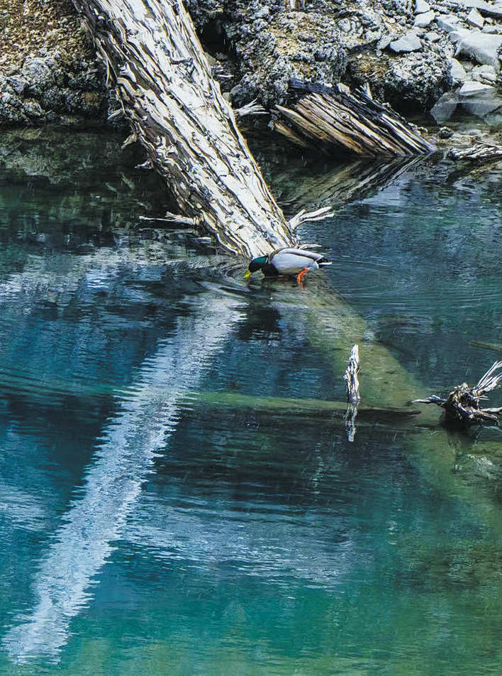 松潘二道海：春江水暖野鸭先知