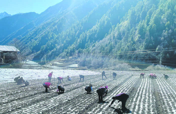 理县朴头镇抢抓农时播种忙