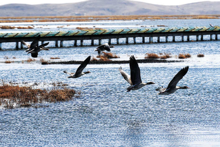 北归候鸟“打卡”若尔盖湿地