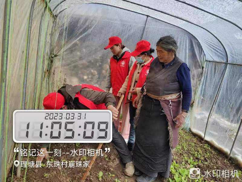 理塘县甲洼镇：大棚“蔬”写乡村振兴新篇章