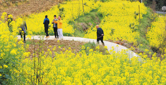 茂县土门镇：油菜花开春意浓