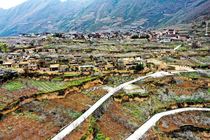 汶川萝卜寨樱桃花盛开