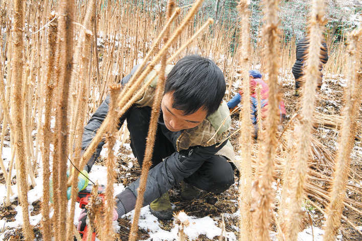 小金县：中药材采收忙