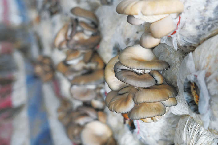 阿坝县：种植赤松茸带动群众就业增收