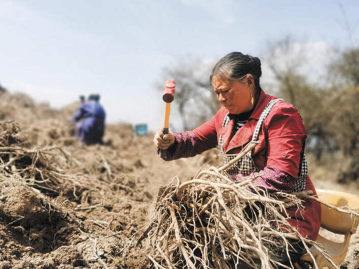 茂县富顺镇：中药材进入采摘期