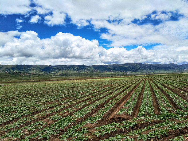 理塘县：高原萝卜实现从1到N叠加效应