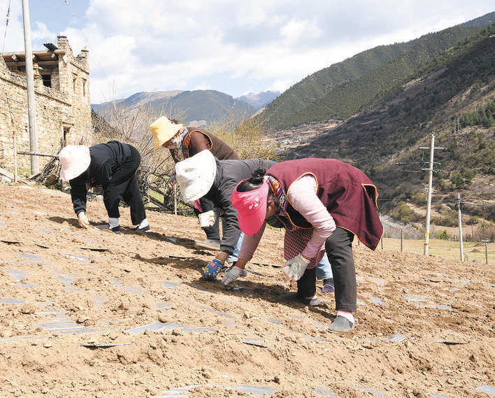 小金县两河口镇：高山蔬菜成为农民增收新引擎