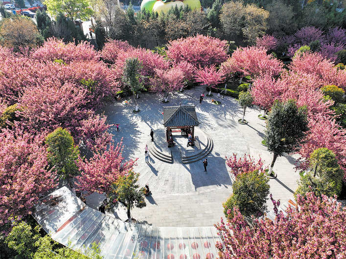 茂县：樱花开 游客来