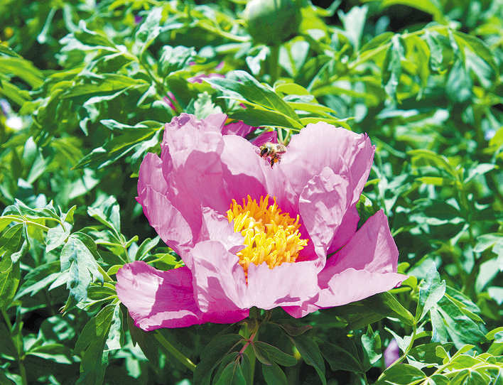 金川咯尔：花卉产业为乡村添香增色