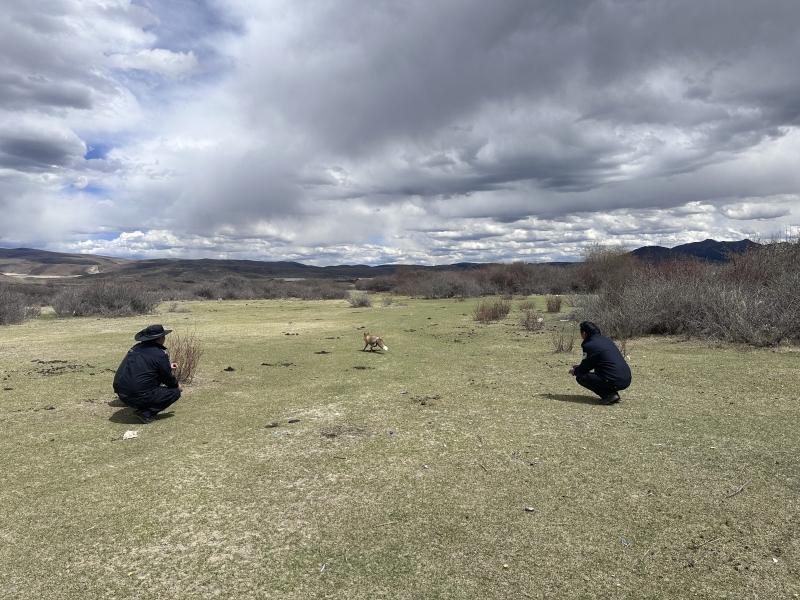 理塘县公安局救助一只国家二级保护动物藏狐