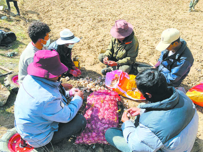 壤塘茸木达乡：打好金“蒜”盘 撑鼓“钱袋子”