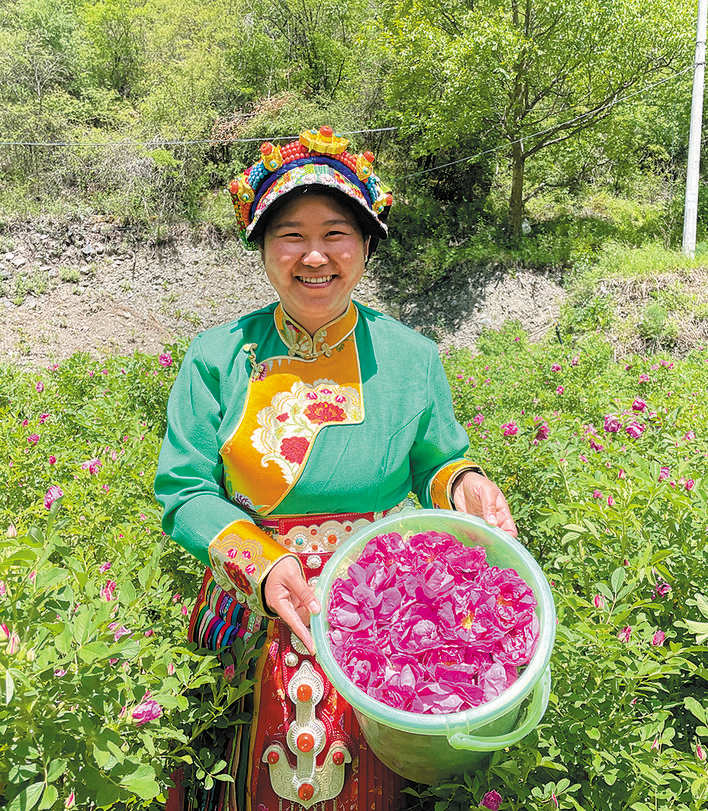 理县：新桥村玫瑰花采摘忙